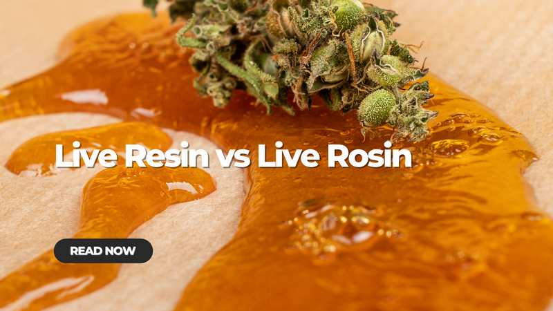 Live Resin vs Live Rosin